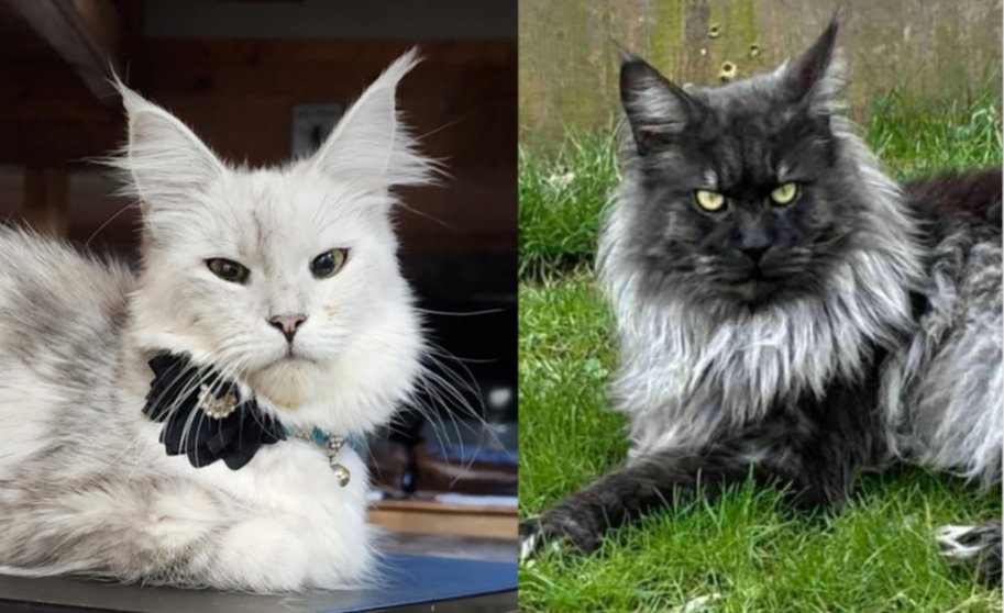 Maine Coon kittens U'Mayomi & Dandy litter