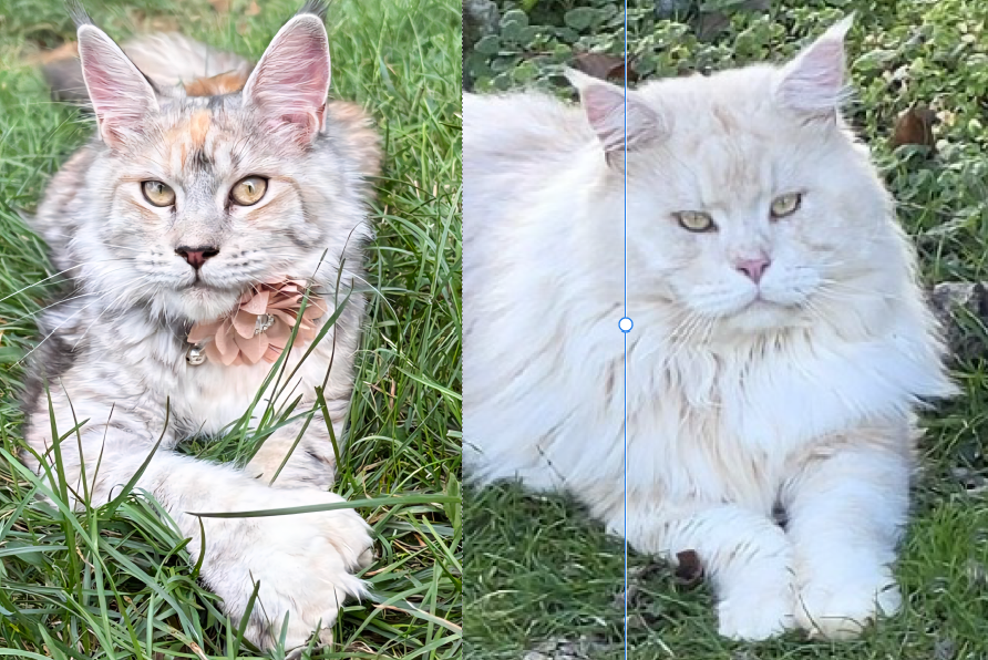 Wrenlee × UA*Kral Kristolin Emilien Akoni pairing photo