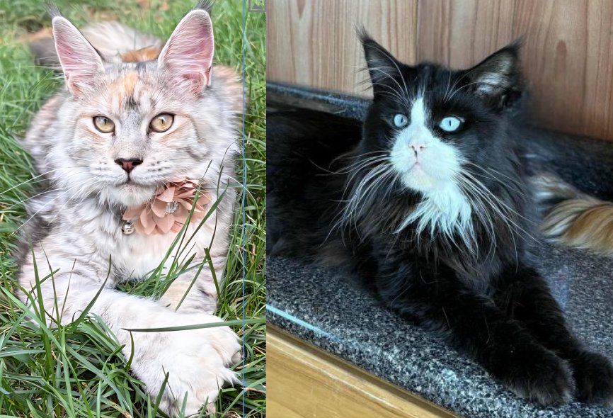 Maine Coon kittens Wrenlee & Za Merlin Rauchen litter