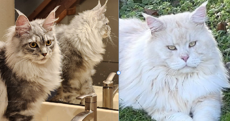 Zaida × Akoni pairing photo