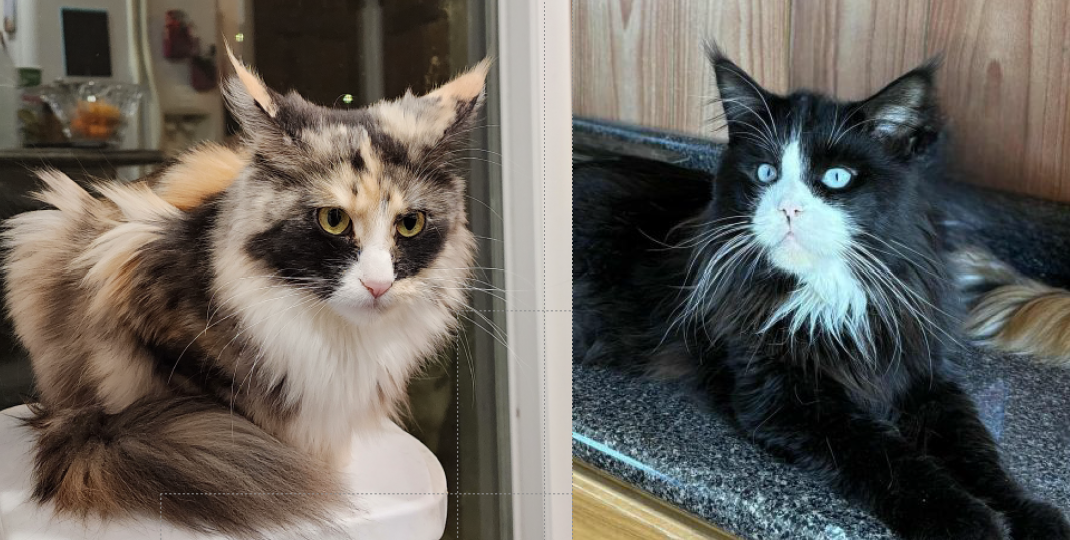 Ziva × ZaMerlin Rauchen pairing photo