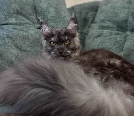 MaineCoonQueenDejaVu1.jpg