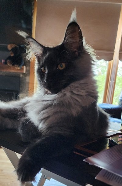 MaineCoonQueenKailan1.jpeg MaineCoonQueenKailan1.jpeg