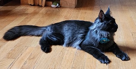 MaineCoonQueenKailan2.jpeg MaineCoonQueenKailan2.jpeg