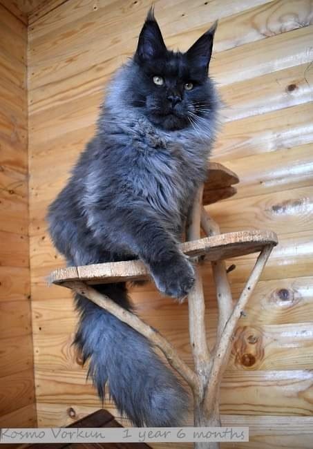 MaineCoonQueenKailanDad2.jpeg MaineCoonQueenKailanDad2.jpeg