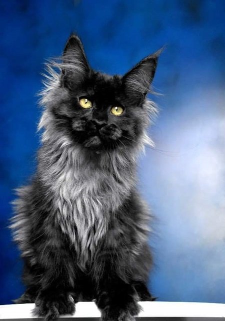 MaineCoonQueenKailani1.jpg