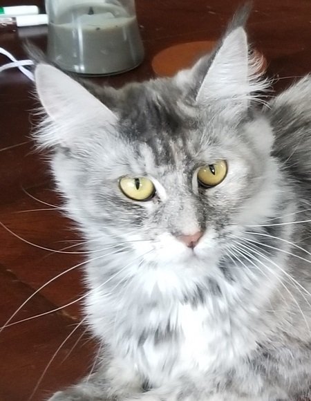 MaineCoonQueenLucy2jpg.jpg