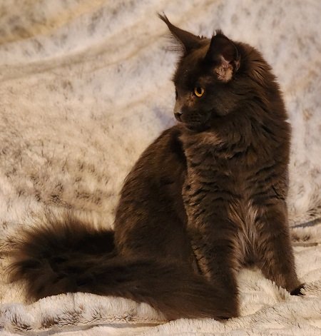 MaineCoonQueenMinuette3.jpg