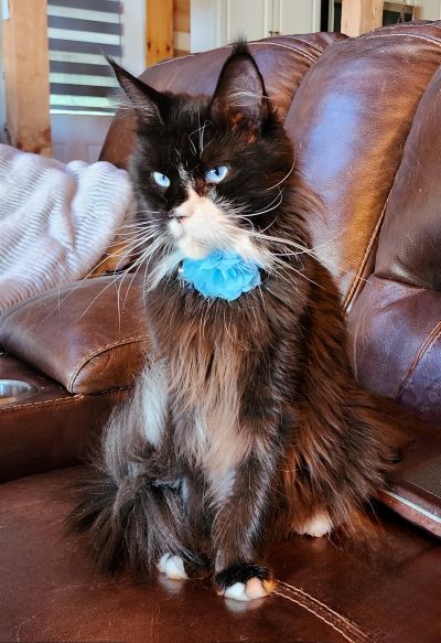 MaineCoonQueenSkyeDancer11.jpg