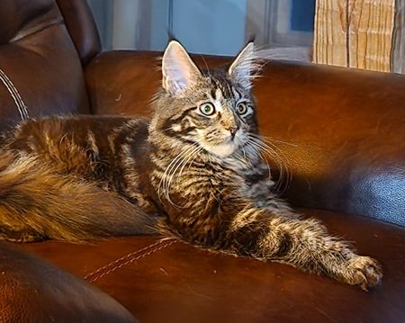 Maine Coon Queen Tilley Bear