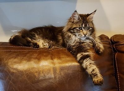 MaineCoonQueenTilleyBear8.jpg