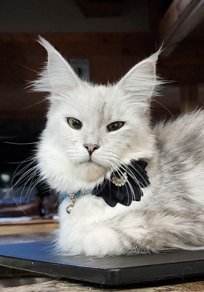 U’Mayomi Kociaczek*PL, Black Silver Shaded Maine Coon queen