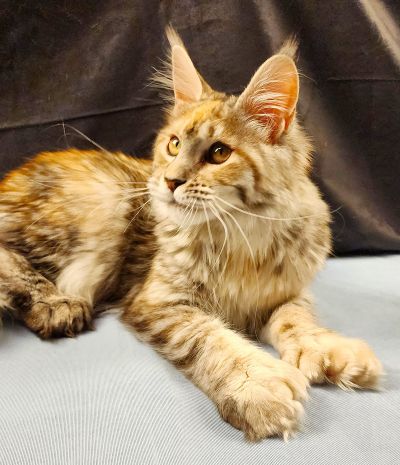 Wren Lee of Volga Castle, Blue Mackerel Tabby White Maine Coon queen, photo 1