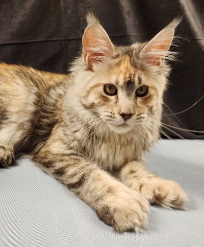 Wren Lee of Volga Castle, Blue Mackerel Tabby White Maine Coon queen, photo 1