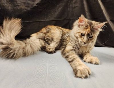 Wren Lee of Volga Castle, Blue Mackerel Tabby White Maine Coon queen, photo 1