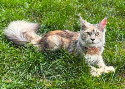 Wren Lee of Volga Castle, Blue Mackerel Tabby White Maine Coon queen, photo 1