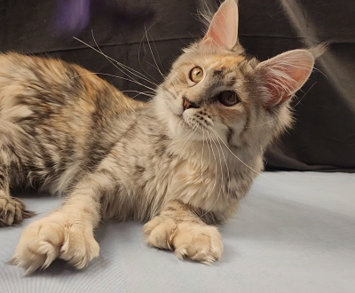 MaineCoonQueenWrenlee3.png MaineCoonQueenWrenlee3.png