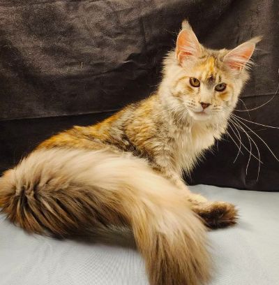 Wren Lee of Volga Castle, Blue Mackerel Tabby White Maine Coon queen, photo 1