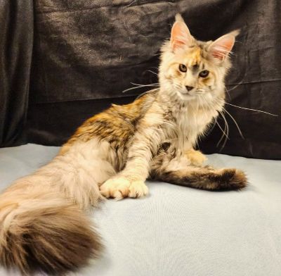 Wren Lee of Volga Castle, Blue Mackerel Tabby White Maine Coon queen, photo 1