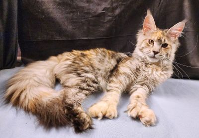 Wren Lee of Volga Castle, Blue Mackerel Tabby White Maine Coon queen, photo 1