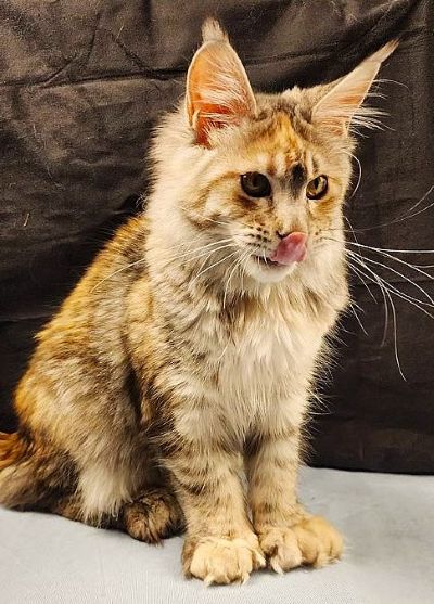 Wren Lee of Volga Castle, Blue Mackerel Tabby White Maine Coon queen