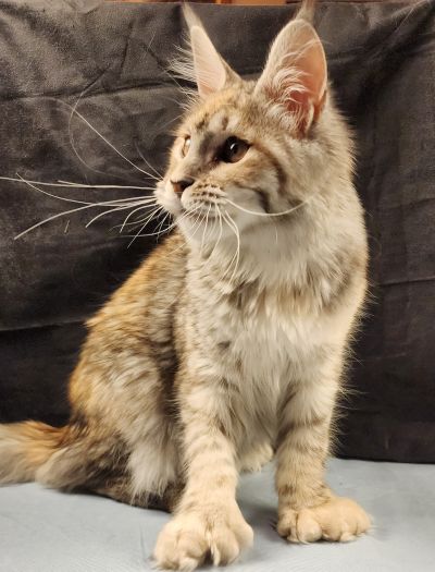 Wren Lee of Volga Castle, Blue Mackerel Tabby White Maine Coon queen, photo 1