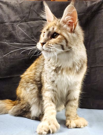 Wren Lee of Volga Castle, Blue Mackerel Tabby White Maine Coon queen, photo 1