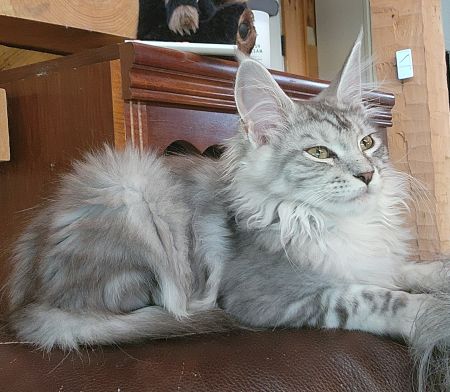 MaineCoonQueenZaida3.jpg