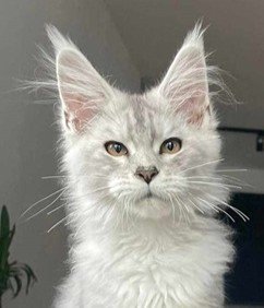 Maine Coon Queen Daihbis Dream