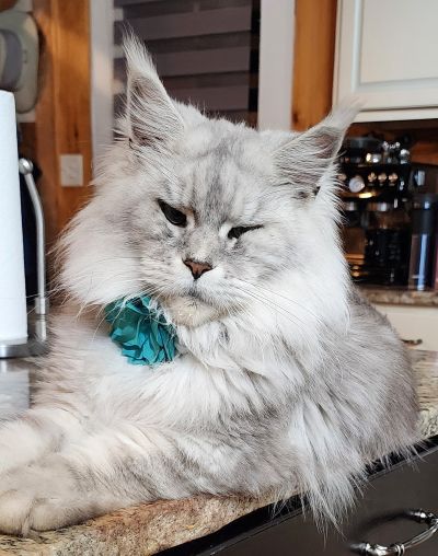 Maine Coon Queen Daihbis Dream