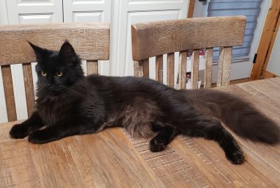 Maine Coon Queen Epiphany
