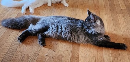 MaineCoonSireDandy4.jpg