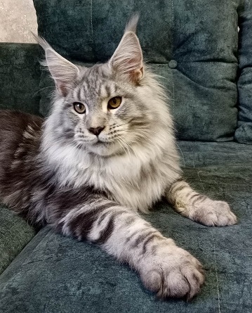 MaineCoonSireEmrys1.jpg