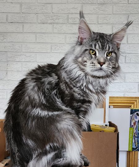 MaineCoonSireEmrys23.jpg MaineCoonSireEmrys23.jpg