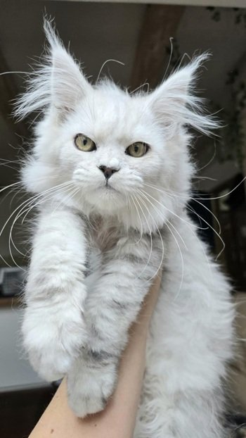 MaineCoonSireUrbanLegend.jpg