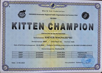 MaineCoonSireUrbanLegendKittenChampionDad1.jpg