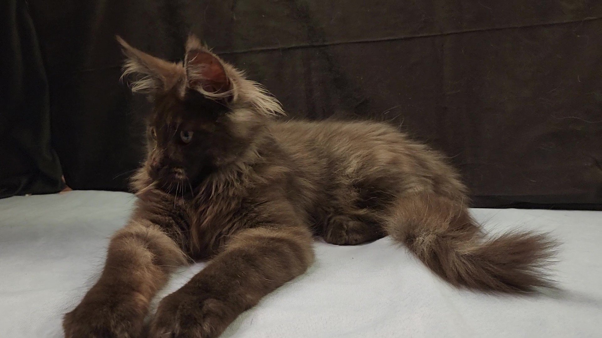 MaineCoonSireVirtuoso7.jpg MaineCoonSireVirtuoso7.jpg