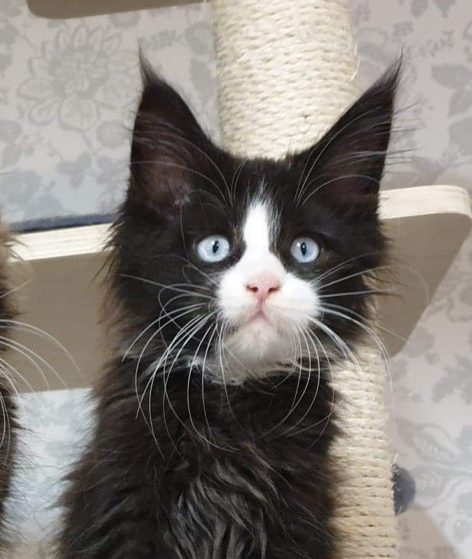 Sire Za Merlin Rauchen