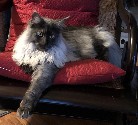 MaineCoonWhereAreTheyMeow1.png