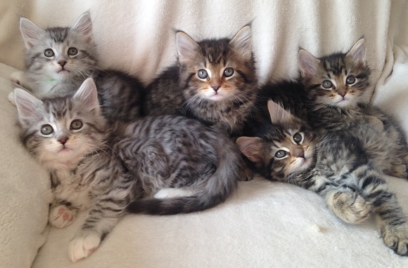 Maine_Coon_Kitten_KsSt1_Group_1