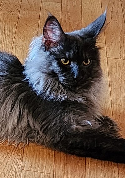 Maine_Coon_Kitten_Sire_Dandy4.jpg