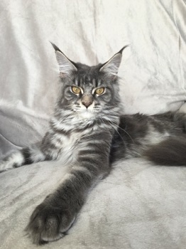 Maine_Coon_Queen_Rhapsody_2