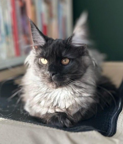 Maine_Coon_Queen_Runihara.jpg