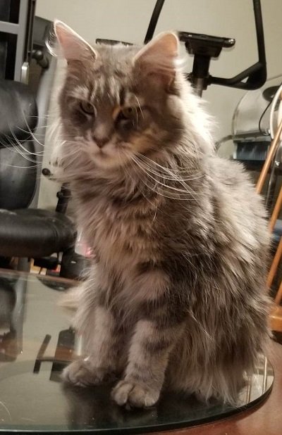 Maine_Coon_Queen_Si_Shanni_Destiny1.jpg