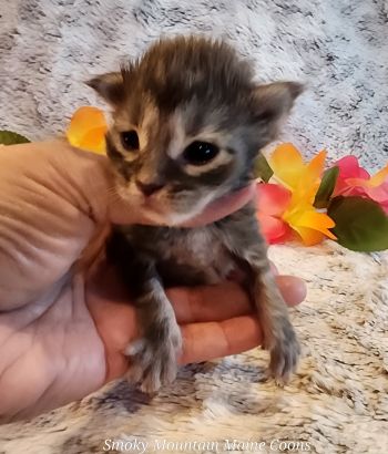 MainecoonKittenMazeyDandy04042025FBlack5.jpg
