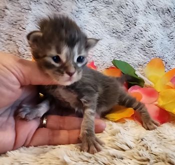 MainecoonKittenMazeyDandy04042025FBlack6.jpg