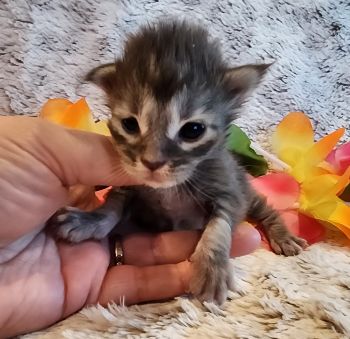 MainecoonKittenMazeyDandy04042025FBlack7.jpg