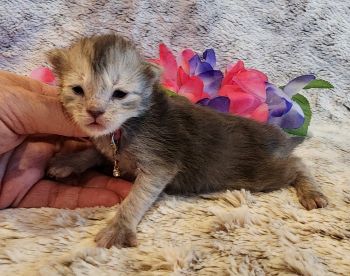 MainecoonKittenMazeyDandy04042025FPink5.jpg