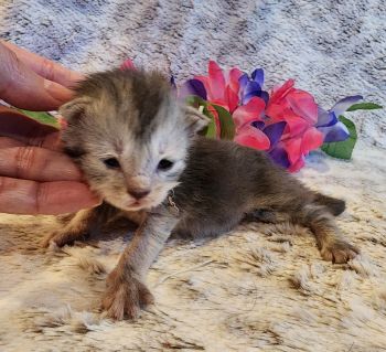 MainecoonKittenMazeyDandy04042025FPink6.jpg