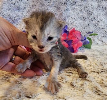 MainecoonKittenMazeyDandy04042025FPink7.jpg